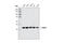 Beta-Actin antibody, 3700S, Cell Signaling Technology, Western Blot image 