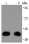 Thioredoxin antibody, NBP2-67195, Novus Biologicals, Western Blot image 