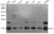 H2A Histone Family Member X antibody, STJ29856, St John