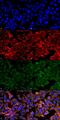 Malondialdehyde antibody, MA5-27560, Invitrogen Antibodies, Immunofluorescence image 