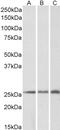 Paired mesoderm homeobox protein 1 antibody, 46-231, ProSci, Western Blot image 