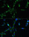 BUB1 Mitotic Checkpoint Serine/Threonine Kinase B antibody, 18-086, ProSci, Immunofluorescence image 