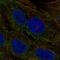 Chymotrypsin Like Elastase 3A antibody, HPA028086, Atlas Antibodies, Immunocytochemistry image 