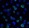 CD276 Molecule antibody, RF16091, ProSci Inc, Immunofluorescence image 