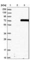 Syntaxin Binding Protein 3 antibody, NBP1-80636, Novus Biologicals, Western Blot image 