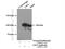 DNA Ligase 3 antibody, 26583-1-AP, Proteintech Group, Immunoprecipitation image 