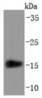 Transthyretin antibody, NBP2-67226, Novus Biologicals, Western Blot image 