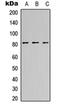 Family With Sequence Similarity 111 Member B antibody, orb256532, Biorbyt, Western Blot image 