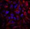 Collagen Type IV Alpha 1 Chain antibody, MAB6308, R&D Systems, Immunocytochemistry image 