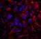 Collagen Type IV Alpha 1 Chain antibody, MAB6308, R&D Systems, Immunocytochemistry image 