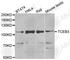 Elongin A antibody, A6994, ABclonal Technology, Western Blot image 