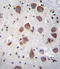 Phosphodiesterase 1B antibody, LS-C163467, Lifespan Biosciences, Immunohistochemistry frozen image 