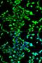 Nuclear Receptor Subfamily 0 Group B Member 1 antibody, orb48476, Biorbyt, Immunocytochemistry image 