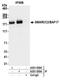 SWI/SNF Related, Matrix Associated, Actin Dependent Regulator Of Chromatin Subfamily C Member 2 antibody, A301-039A, Bethyl Labs, Immunoprecipitation image 