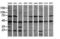 Mitogen-Activated Protein Kinase Kinase 1 antibody, LS-C174379, Lifespan Biosciences, Western Blot image 