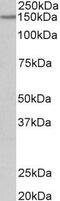 Protocadherin 17 antibody, PA5-37941, Invitrogen Antibodies, Western Blot image 