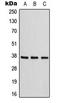 Adenosine A1 Receptor antibody, LS-C353881, Lifespan Biosciences, Western Blot image 