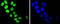 DNA Topoisomerase I antibody, A00434-2, Boster Biological Technology, Immunocytochemistry image 