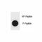TSC Complex Subunit 1 antibody, F48826-0.4ML, NSJ Bioreagents, Dot Blot image 