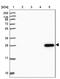 Guanidinoacetate N-Methyltransferase antibody, PA5-62487, Invitrogen Antibodies, Western Blot image 