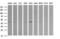 Parvin Alpha antibody, LS-C787968, Lifespan Biosciences, Western Blot image 