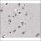 Programmed Cell Death 4 antibody, orb227933, Biorbyt, Immunohistochemistry paraffin image 