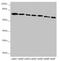 Dynein Cytoplasmic 1 Intermediate Chain 1 antibody, LS-C675675, Lifespan Biosciences, Western Blot image 