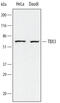 T-box transcription factor TBX3 antibody, AF4509, R&D Systems, Western Blot image 