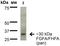 Fibroblast Growth Factor 13 antibody, NBP2-42178, Novus Biologicals, Western Blot image 