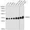 3-hydroxyisobutyrate dehydrogenase, mitochondrial antibody, 14-556, ProSci, Western Blot image 