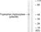 Tryptophan Hydroxylase 1 antibody, PA5-38531, Invitrogen Antibodies, Western Blot image 