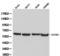 Olfactomedin 1 antibody, LS-C192230, Lifespan Biosciences, Western Blot image 