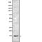 Cell Cycle Exit And Neuronal Differentiation 1 antibody, abx149217, Abbexa, Western Blot image 