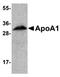 Apolipoprotein A1 antibody, orb75168, Biorbyt, Western Blot image 
