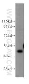 Farnesyltransferase, CAAX Box, Alpha antibody, 12274-1-AP, Proteintech Group, Western Blot image 