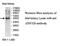 Zinc Finger Protein 320 antibody, MBS415458, MyBioSource, Western Blot image 