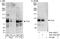 Tousled Like Kinase 1 antibody, A301-253A, Bethyl Labs, Western Blot image 