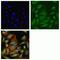 Interleukin 1 Receptor Associated Kinase 4 antibody, 700026, Invitrogen Antibodies, Immunofluorescence image 