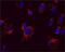 Inner Membrane Mitochondrial Protein antibody, 45-6400, Invitrogen Antibodies, Immunofluorescence image 