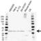 Calbindin 2 antibody, VPA00351, Bio-Rad (formerly AbD Serotec) , Western Blot image 