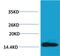 Histone Cluster 1 H2A Family Member M antibody, PA5-40153, Invitrogen Antibodies, Western Blot image 