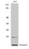 NEDD8 Ubiquitin Like Modifier antibody, STJ94391, St John