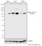 Paxillin antibody, GTX24833, GeneTex, Western Blot image 