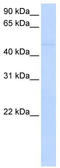 Sialic Acid Binding Ig Like Lectin 7 antibody, TA341934, Origene, Western Blot image 