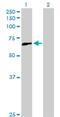 Papillary thyroid carcinoma-encoded protein antibody, H00008030-D01P, Novus Biologicals, Western Blot image 