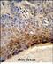 Collagen Triple Helix Repeat Containing 1 antibody, PA5-49638, Invitrogen Antibodies, Immunohistochemistry frozen image 