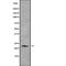 Double Homeobox 5 antibody, PA5-67691, Invitrogen Antibodies, Western Blot image 