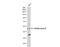 Inhibin Subunit Beta B antibody, NBP2-16966, Novus Biologicals, Western Blot image 