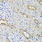Hexokinase 3 antibody, 23-576, ProSci, Immunohistochemistry frozen image 