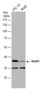 RAD51 Recombinase antibody, GTX118249, GeneTex, Western Blot image 